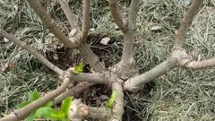 Istutetaanko syvemmälle vai ei? Hortensiaan liittyvä virhe, joka voi tuhota pensaan