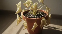 10 yllättävää syytä, miksi kasvisi kuolevat huolellisesta hoidosta huolimatta