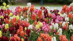 Antirrhinum kukkii upeasti koko kesän: kattava opas