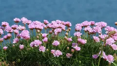 Puutarhan aliarvioituin kasvi: kestää tuulta ja kuivuutta