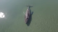 Miksi Timmy-valasta ei voitu pelastaa: tragedia Itämerellä