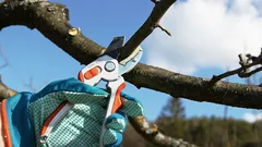 Puut tuottavat hedelmää kuin hullut: keväisen karsimisen salaisuudet