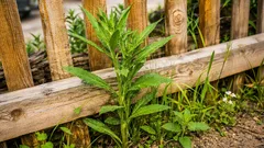 Siellä, minne trimmeri ei ylety: tehokkaita menetelmiä rikkaruohojen torjumiseksi aidan vieressä