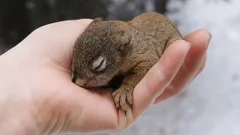 Kuinka pelastaa pieni orava ja välttää sen vahingoittaminen: kolme elintärkeää vaihetta