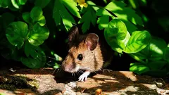 Hiiret vihaavat näitä kasveja eniten: helppo tapa suojata puutarha