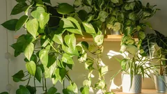 Upea vaikutus vaivattomasti: kuinka Potos muuttaa tilan ilmeen