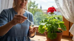 Geraniumit ja orkideat heräävät eloon muutamassa viikossa – tarvitset vain yhden tipan tätä kotitekoista valmistetta