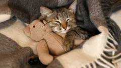 Onko kissa kiitollinen siitä, että se pelastettiin kadulta ja sai uuden kodin?