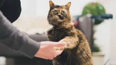 Salaisuus, jota kissat eivät halua paljastaa: miten saada ne antamaan tassua