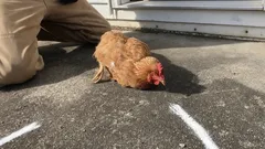 Miksi kana jähmettyy, kun vetää viivan sen nokan edessä – ja mikä tämän takana oikeasti on