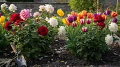 Älä koskaan istuta tätä ruusujen viereen – tuhoat pensaat tietämättäsi