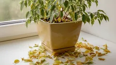 Fikus ei kasva? Todellinen syy, jonka 90 % kasvinviljelijöistä jättää huomiotta