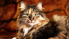 Myytti ”×7” on jo kauan vanhentunut – näin lasketaan kissan ikä oikeasti