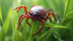 Punkit mökillä: mitä istuttaa, jotta niitä ei koskaan ilmestyisi