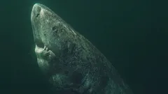Grönlannin hai on Yhdysvaltoja vanhempi: kuinka yksi meripeto voi elää yli 400 vuotta