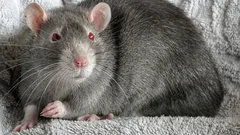 Rotat kotona: ongelmia, joihin kukaan ei ole varautunut