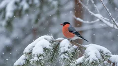 Jos punatulkut eivät ole muuttolintuja, miksi niitä ei näy kesällä? Vihdoin on löytynyt vastaus