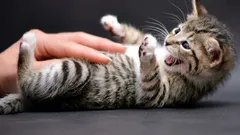 Kissa näyttää vatsaansa ja puree: piilotettu viesti, jonka lähes kaikki tulkitsevat väärin