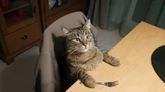 Onko kissa vallannut tuolisi? Tästä syystä sen karkottaminen on huono idea