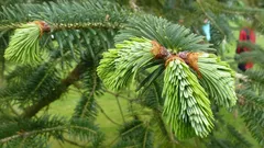  Miksi jalkojesi alla oleva neulaset ovat paras lannoite, josta et ole edes aavistanut