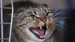 Ei vihainen, vaan peloissaan: miksi kissasi sähisee ja raapii